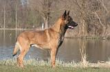 MALINOIS 1043